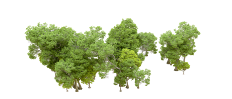 Green forest isolated on background. 3d rendering - illustration png