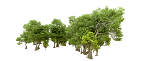 Green forest isolated on background. 3d rendering - illustration png