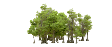 Green forest isolated on background. 3d rendering - illustration png