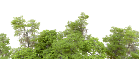 Green forest isolated on background. 3d rendering - illustration png