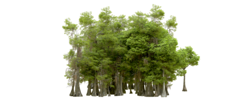 Green forest isolated on background. 3d rendering - illustration png