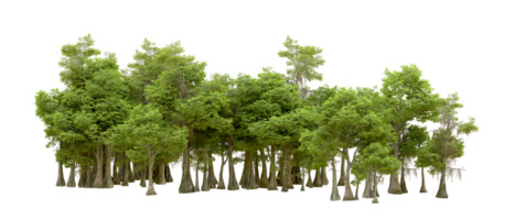 Green forest isolated on background. 3d rendering - illustration png