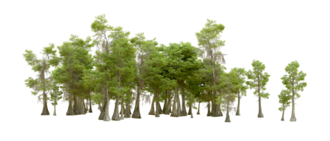 Green forest isolated on background. 3d rendering - illustration png