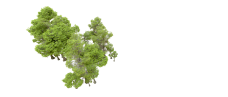 vert forêt isolé sur Contexte. 3d le rendu - illustration png