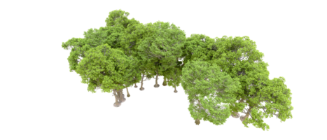 Green forest isolated on background. 3d rendering - illustration png