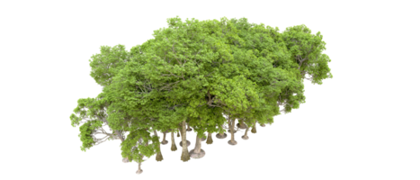 verde foresta isolato su sfondo. 3d interpretazione - illustrazione png