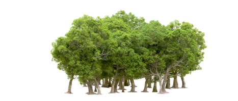 Green forest isolated on background. 3d rendering - illustration png