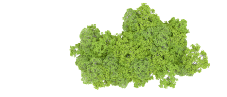 verde foresta isolato su sfondo. 3d interpretazione - illustrazione png