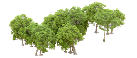 Green forest isolated on background. 3d rendering - illustration png