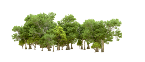 Green forest isolated on background. 3d rendering - illustration png