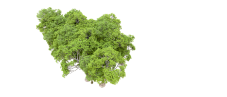 verde floresta isolado em fundo. 3d Renderização - ilustração png