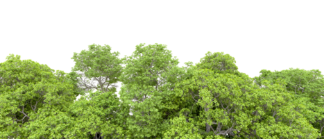 Green forest isolated on background. 3d rendering - illustration png