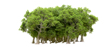 Green forest isolated on background. 3d rendering - illustration png