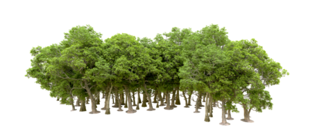 Green forest isolated on background. 3d rendering - illustration png