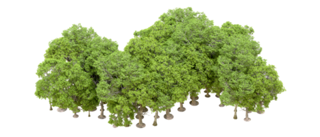 Green forest isolated on background. 3d rendering - illustration png