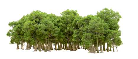 Green forest isolated on background. 3d rendering - illustration png