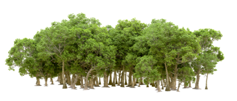 Green forest isolated on background. 3d rendering - illustration png