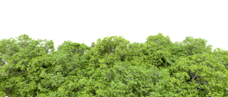 verde floresta isolado em fundo. 3d Renderização - ilustração png