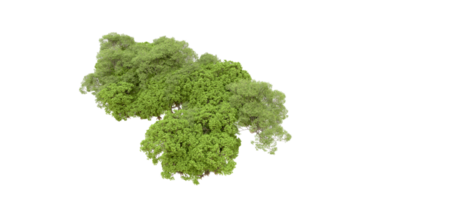 verde floresta isolado em fundo. 3d Renderização - ilustração png