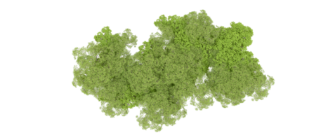 verde floresta isolado em fundo. 3d Renderização - ilustração png