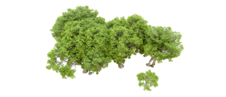 verde foresta isolato su sfondo. 3d interpretazione - illustrazione png