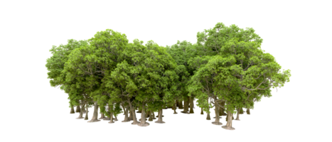 Green forest isolated on background. 3d rendering - illustration png