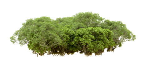 Green forest isolated on background. 3d rendering - illustration png