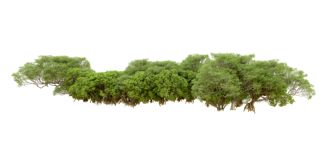 Green forest isolated on background. 3d rendering - illustration png