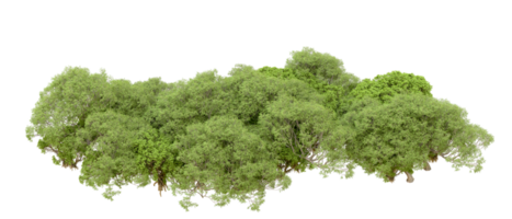 verde floresta isolado em fundo. 3d Renderização - ilustração png