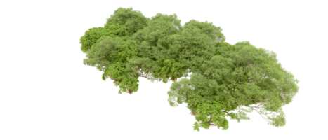 verde foresta isolato su sfondo. 3d interpretazione - illustrazione png