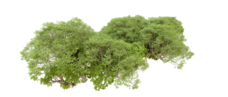 verde floresta isolado em fundo. 3d Renderização - ilustração png