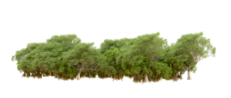 Green forest isolated on background. 3d rendering - illustration png