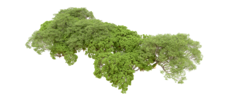 verde floresta isolado em fundo. 3d Renderização - ilustração png