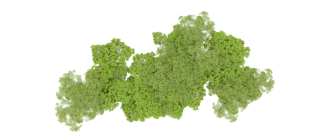 verde floresta isolado em fundo. 3d Renderização - ilustração png