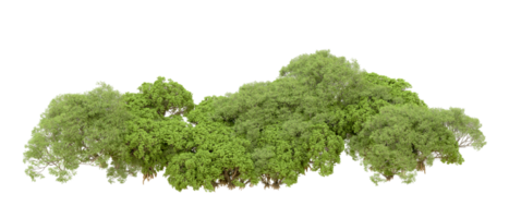 verde foresta isolato su sfondo. 3d interpretazione - illustrazione png