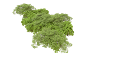 verde foresta isolato su sfondo. 3d interpretazione - illustrazione png