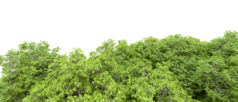 Green forest isolated on background. 3d rendering - illustration png