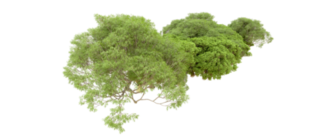 groen Woud geïsoleerd Aan achtergrond. 3d renderen - illustratie png