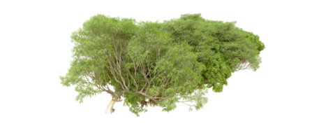 vert forêt isolé sur Contexte. 3d le rendu - illustration png