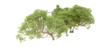 verde floresta isolado em fundo. 3d Renderização - ilustração png