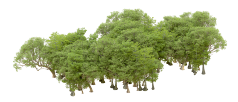 Green forest isolated on background. 3d rendering - illustration png