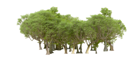 Green forest isolated on background. 3d rendering - illustration png