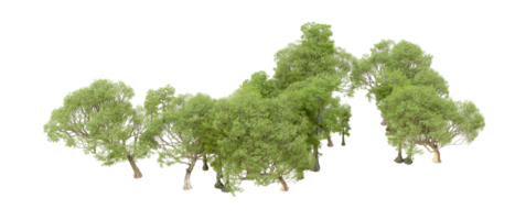 verde foresta isolato su sfondo. 3d interpretazione - illustrazione png