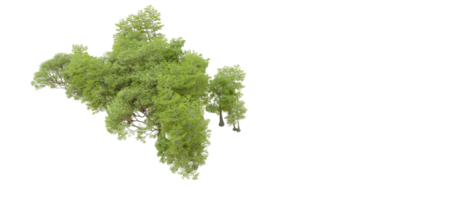 groen Woud geïsoleerd Aan achtergrond. 3d renderen - illustratie png