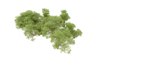 Grün Wald isoliert auf Hintergrund. 3d Rendern - - Illustration png