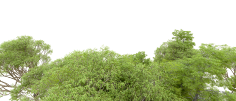 Green forest isolated on background. 3d rendering - illustration png