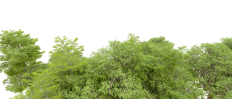 verde floresta isolado em fundo. 3d Renderização - ilustração png