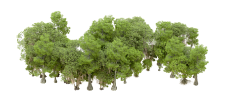 vert forêt isolé sur Contexte. 3d le rendu - illustration png