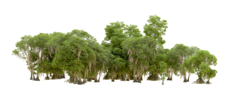 Green forest isolated on background. 3d rendering - illustration png