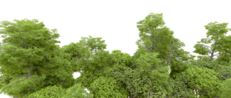 Green forest isolated on background. 3d rendering - illustration png